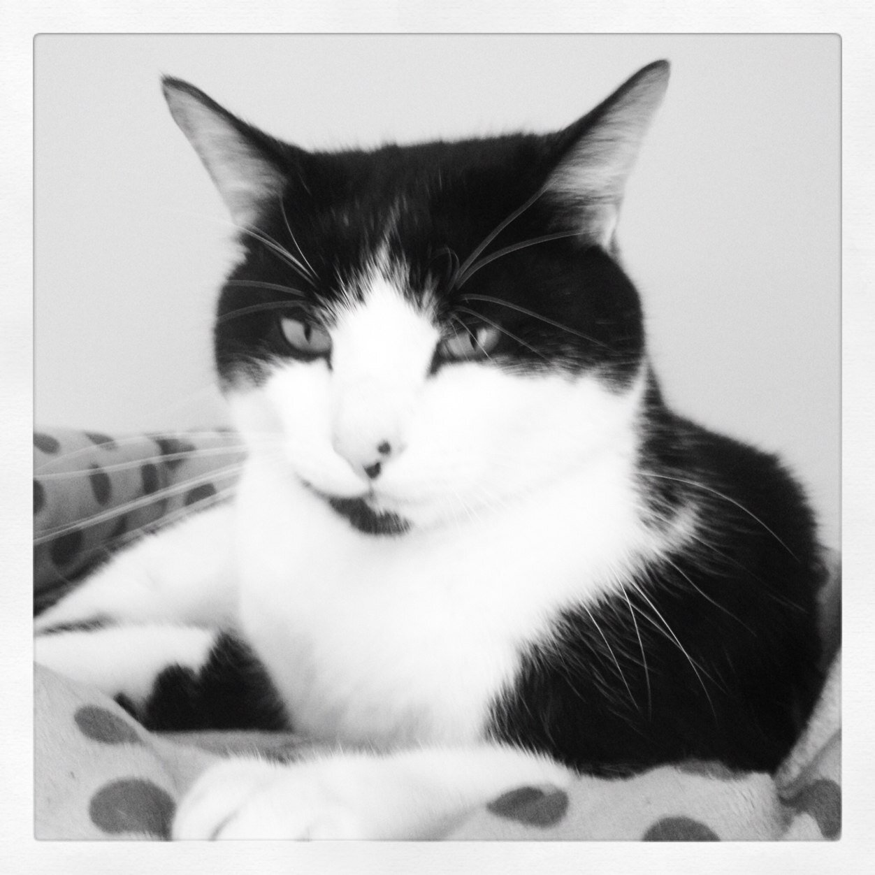 My name is lennon. Named after john lennon from the beatles.