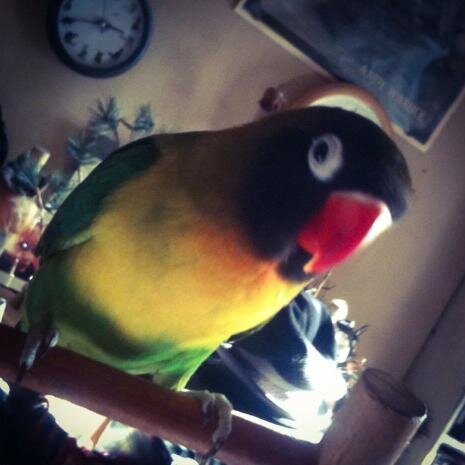 zaphyrella's profile picture. 