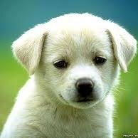 Ranafeee's profile picture. what's up guyz :)