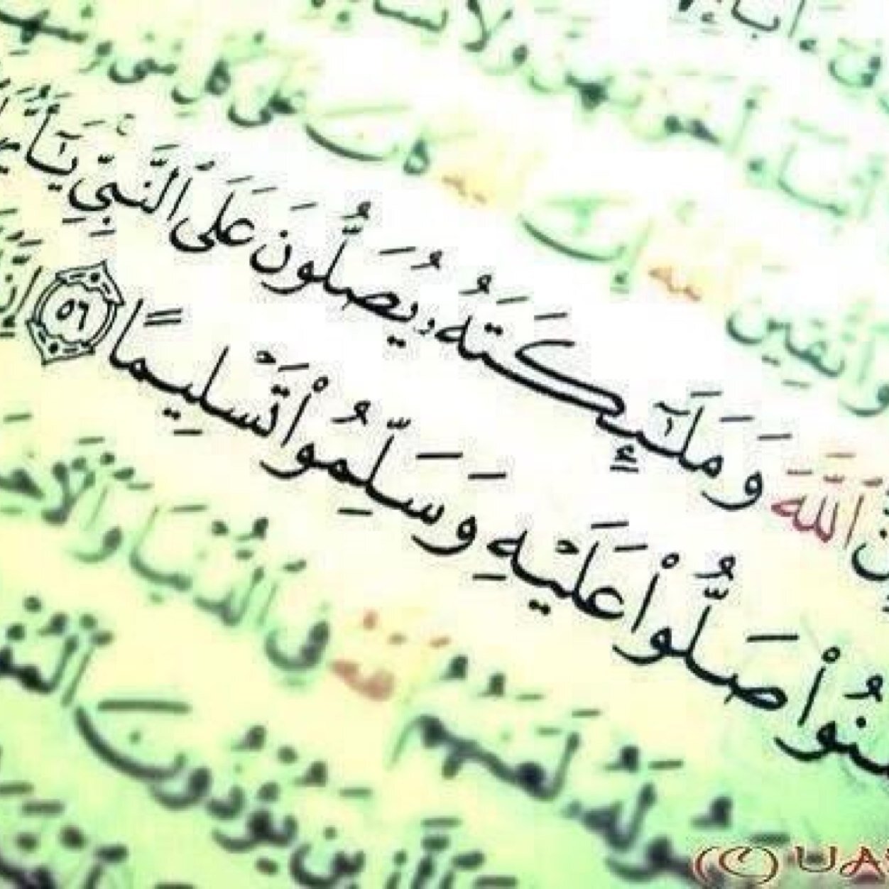 بسم الله الرحمن الرحيم (( قل ھو الله احد۞الله الصمد۞لم يلد و لم يولد۞ ولم يكن له کفوا احد)