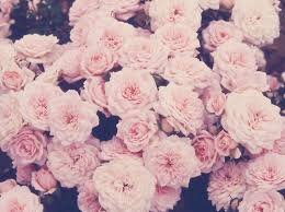 I'm a girl. I love white roses. Ice cream is cheaper than therapy.