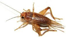 @cricri_grilo             SOU AQUELE FAMOSO GRILO QUE APARECE NO FINAL DE CADA PIADA OU COMENTARIO IDIOTA E SEM GRAÇA
