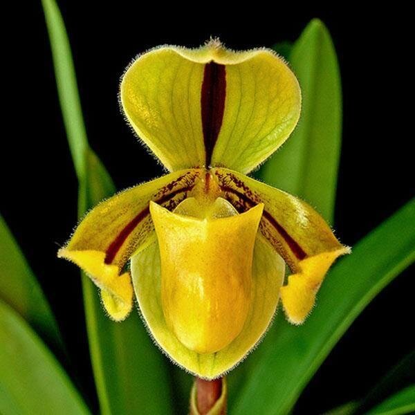 zenoorchid's profile picture. 