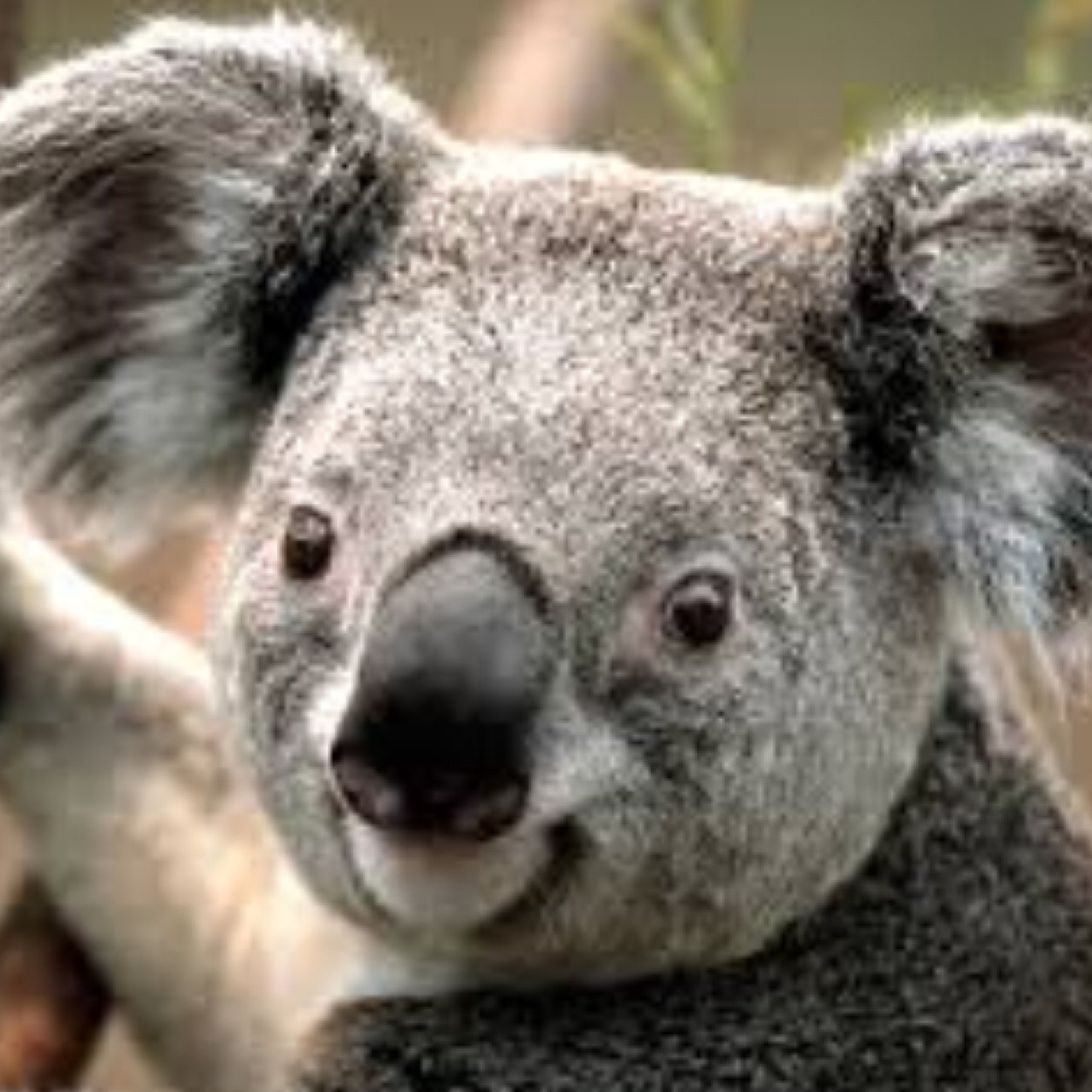 saveanimals18's profile picture. 