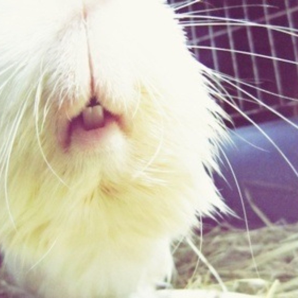 21 year old college student. Proud pet parent to my two guinea pigs, Kade and Crispin! Follow us on instagram and dont be shy to contact us!