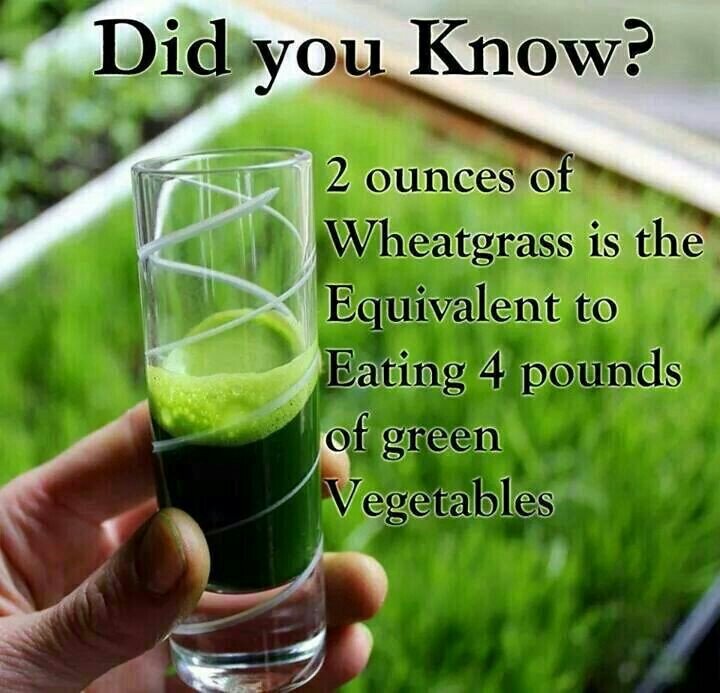 #ImmunityBooster#WheatGrass#FightCancerDiabetes#wheatgrass.tips#SportsNutrition-2Buy#GooglePay+919025288813#WhatsApp+919025288813#Covid19#Constipation#Astma