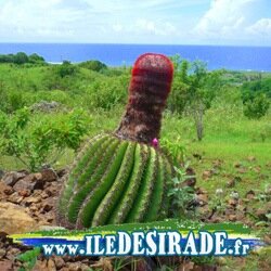L'île de La Désirade - Guadeloupe | Carte & annuaire: restaurants, hébergements, plages, randonnées et lieux à visiter à La Désirade