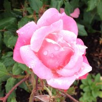 Kate Robertson (@englishlms) 's Twitter Profile Photo