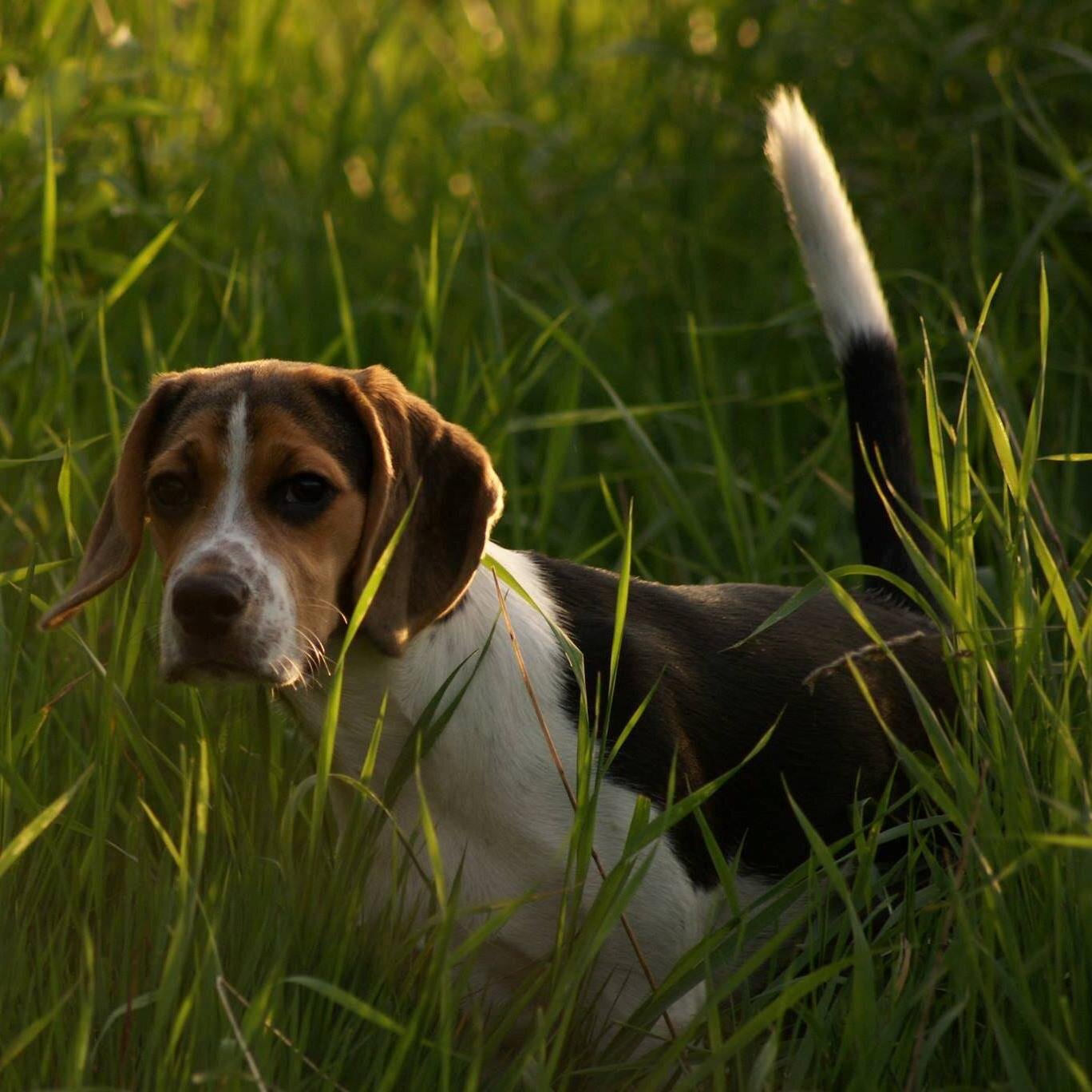 Sultan von den Himmelsberger Teufeln geb.: 26.12.2013 #Beagle_Hugo