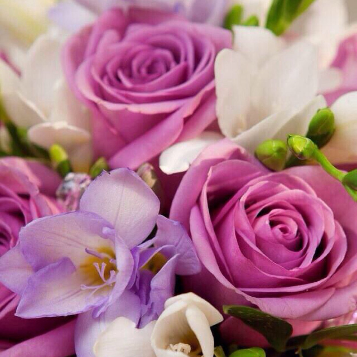 66Mooon's profile picture. ((سعودية وافتخر 🇸🇦🇸🇦 بلد الأمن والأمان))