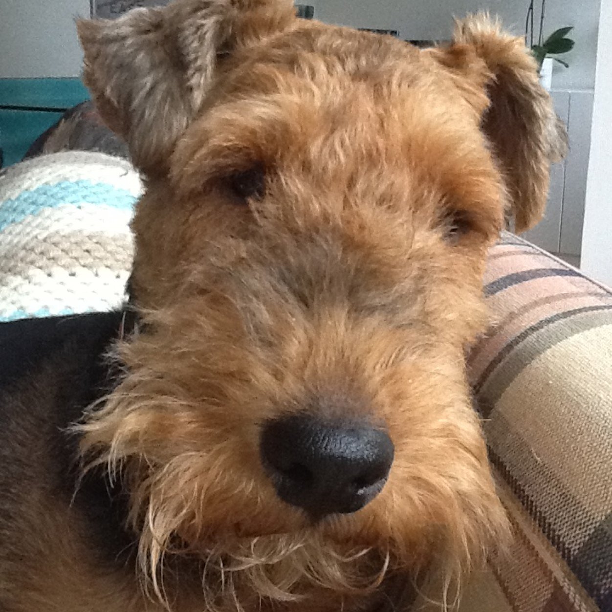 Ernie the Welsh Terrier, proud nephew of Uncle Harry 🌈, a rascal with a weakness for sardines & sausages. Proud supporter of Terrier SOS & DoTs London