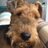 Harry Welsh Terrier
