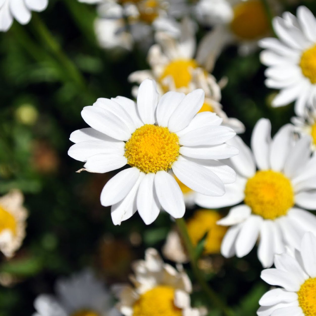 hiddenmess's profile picture. 