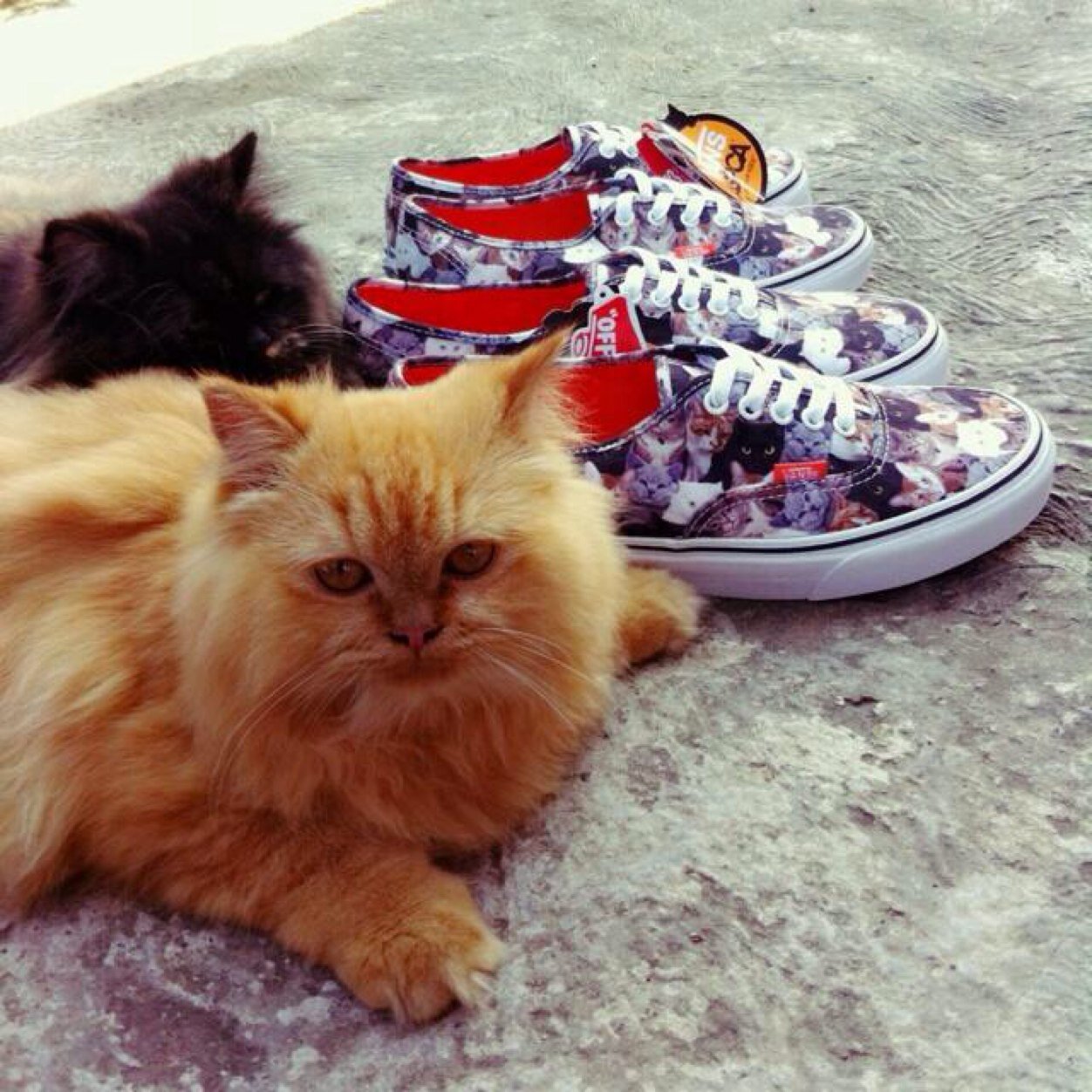 HIGHTOPSneakers's profile picture. ORIGINAL STUFF | SMS / WA +6289656962436 | Line / instagram: hightop_sneakers | BBM 28E8410A