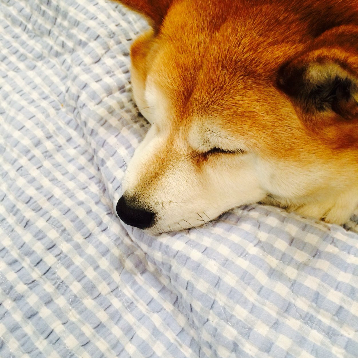 junkoさんのプロフィール画像