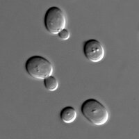 yeast_papers (@yeast_papers) 's Twitter Profile Photo yeast_papers (@yeast_papers) 's Twitter Profile Photo