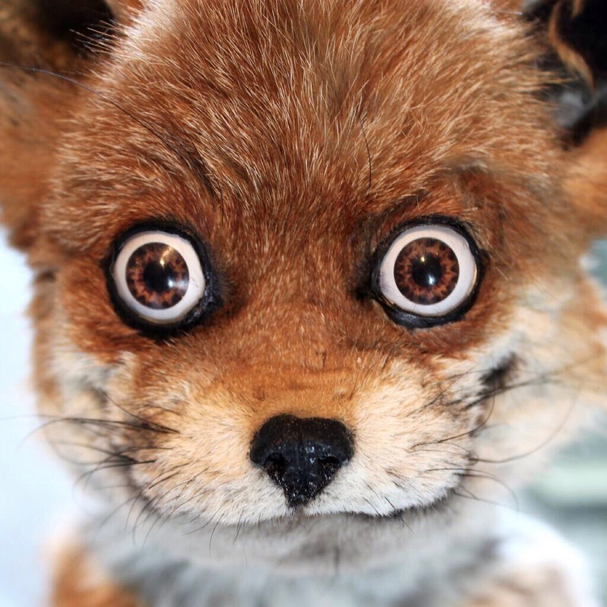 CrapTaxidermy Profile Picture