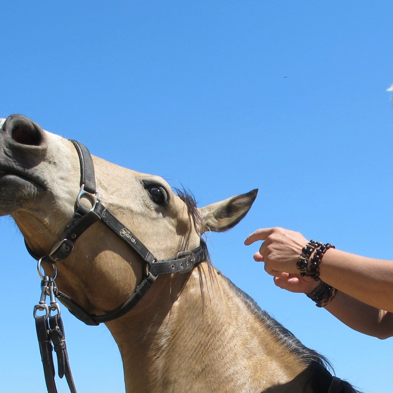 alicia44374785's profile picture. Veterinaria observadora del comportamiento de los caballos. Directora de reinventarecuestre y autora de VIVIENDO CON MIS CABALLOS