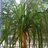 Plant_Willem's profile image