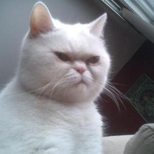 hurytigutip's profile picture. 