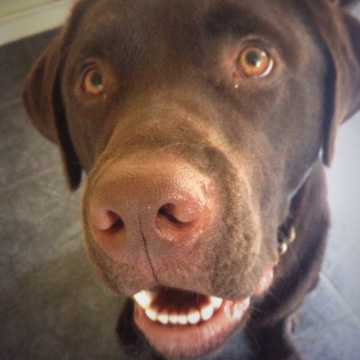 Im a chocolate labrador and my name is morgan. Born 18.06.13
Check my Instagram; mogthechocolatedog