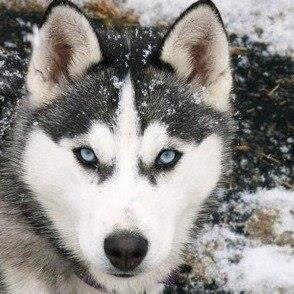 buslovaolia's profile picture. милая красивая добрая и много ещё чего!)))