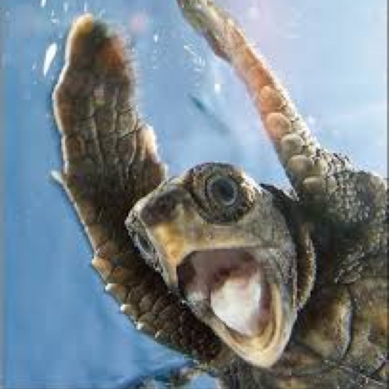 smilinseaturtle's profile picture. Just a happy sea turtle enjoying her aquatic life! Hope you have a super snazzy day!
#lovecrew