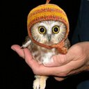 Wayne McCray - @ligapvomak - Twitter