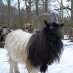 Bagot Goat Society (@bagotgoats) Twitter profile photo Bagot Goat Society (@bagotgoats) Twitter profile photo