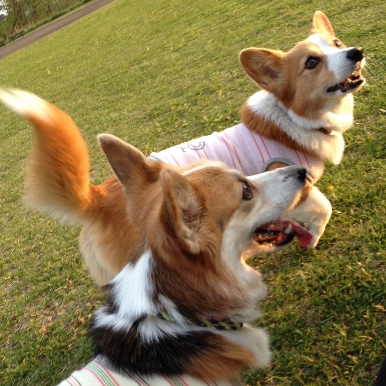 愛犬との小さな日常を毎日が記念日と思い日記代わりにツイートしています。異母姉のハナは2017年9月16日に13歳10ヶ月で旅立ちました。ソラ（14歳）は2019年1月頃から歩様に変化が見られ、だんだんとDMの症状が出始め今は車いすでお散歩を楽しんでいます♪これからはソラが笑顔で過ごせる様に見守って行こうと思っています。