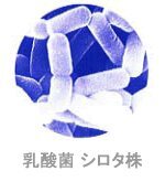 文教大(湘南)アカペラサークルCyAN 2,3年洋楽バンド      ふくもと、としかず、堀、ひろき、あかね、きょん     お腹に届く乳酸菌とか歌とかなんか色々
