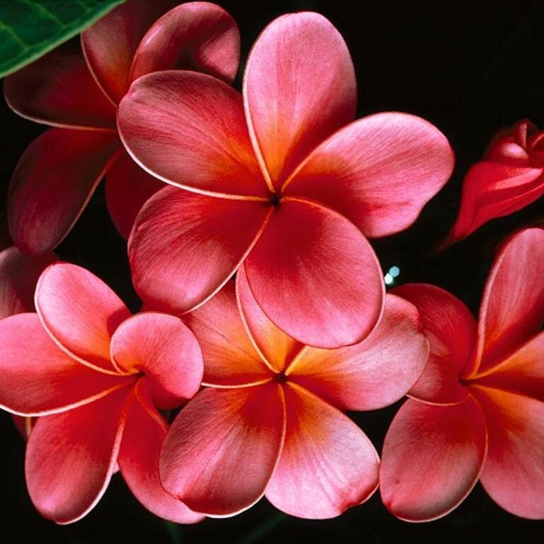 lilianadimatteo's profile picture. 