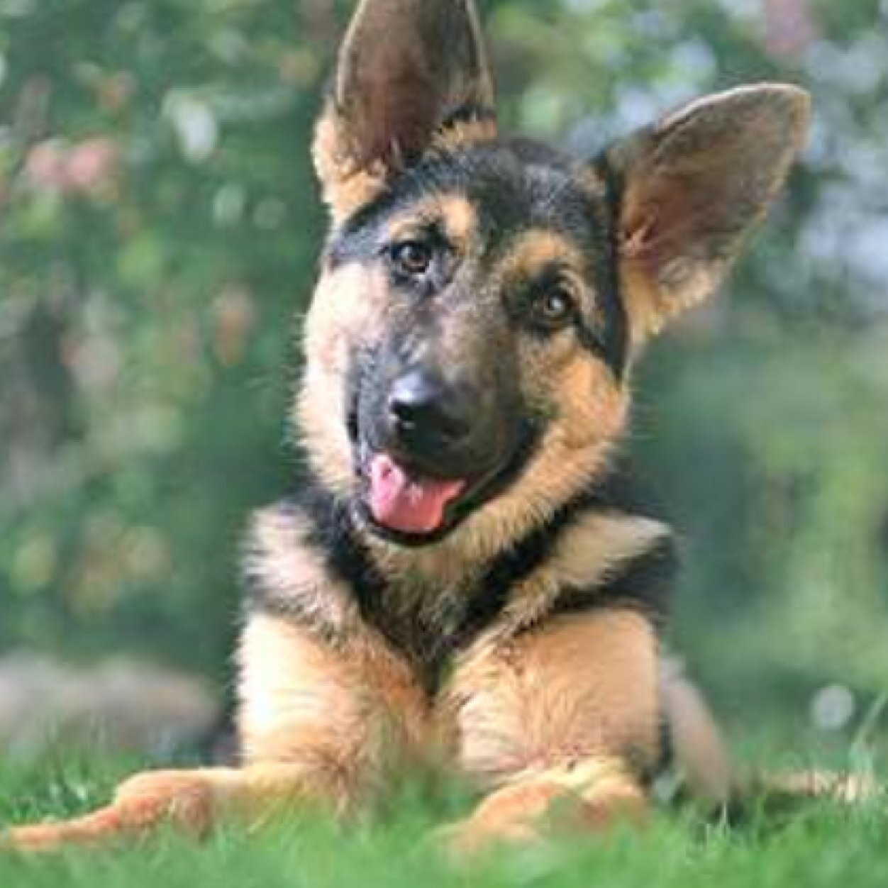 I protect Terminus. My master is @Gareth_TWD11. His girlfriend, @SurvivorRosita, Is my owner too.
Terminus