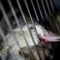 Bantradefoiegras (@nicolamcdee) Twitter profile photo