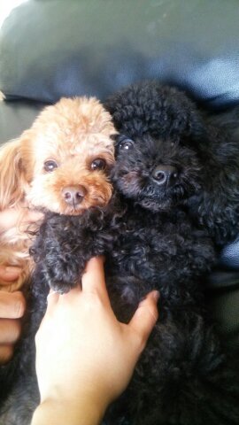 kororu2013's profile picture. 広島県、西風新都こころの団地内でお店やっています❗わんちゃんのﾄﾘﾐﾝｸﾞ、生体、商品販売を行っています。なんでもお気軽にお問い合わせください。