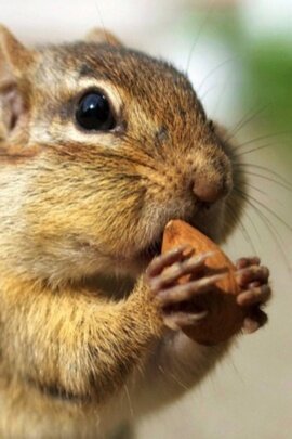 Hi,  I'm Sandford. I'm a squirrel. Everyday I walk around New York City, searching for all types of loose nuts. All spottings & recommendations are appreciated!