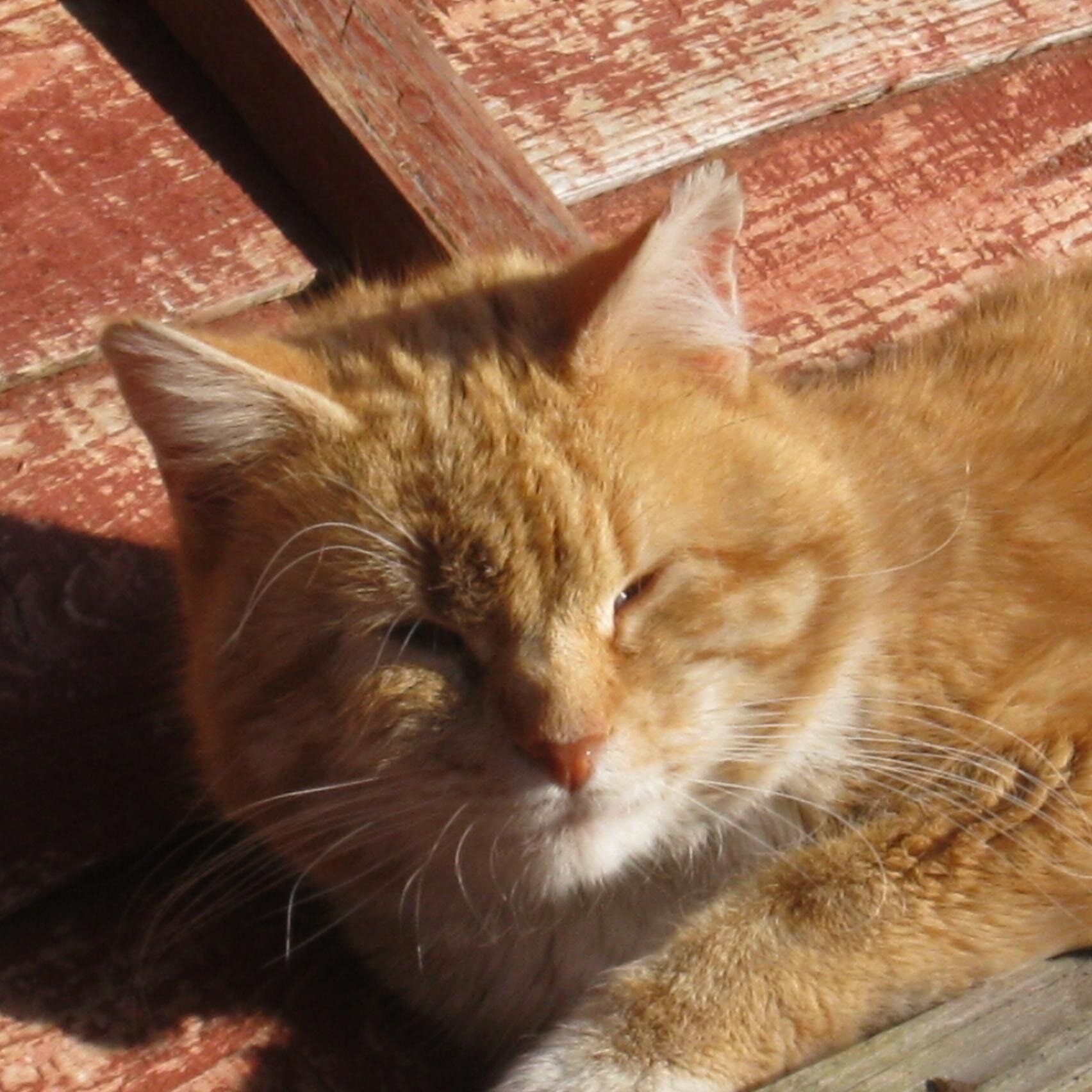 vampyr43's profile picture. Lives in England, loves Scotland, has 3 cats married for 23 + years.  Drives a smart car!!!!