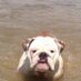 Po (@pothebulldog) Twitter profile photo Po (@pothebulldog) Twitter profile photo