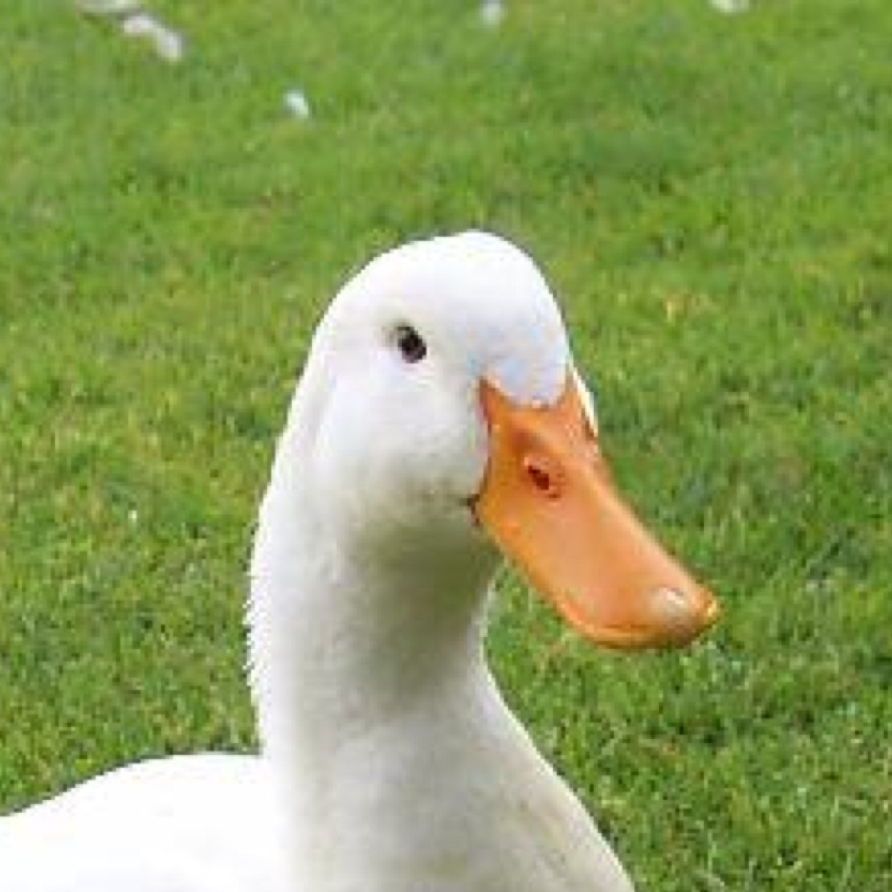 14
Love Ducks
Sweden
The_Duck_Voice
PewDiePie
