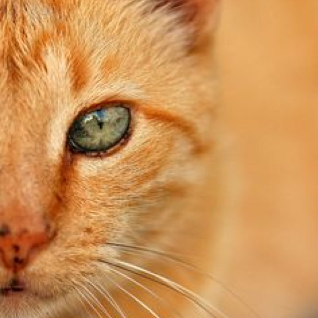 OrangeMeowCat's profile picture. Hey! I'm OrangeMeowCats! I am a stereotypical orange house cat. Every cat does something you don't expect from a cat. My hobby is twitter. ☺️