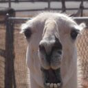 Wanda shea - @wkshea5050 - Twitter