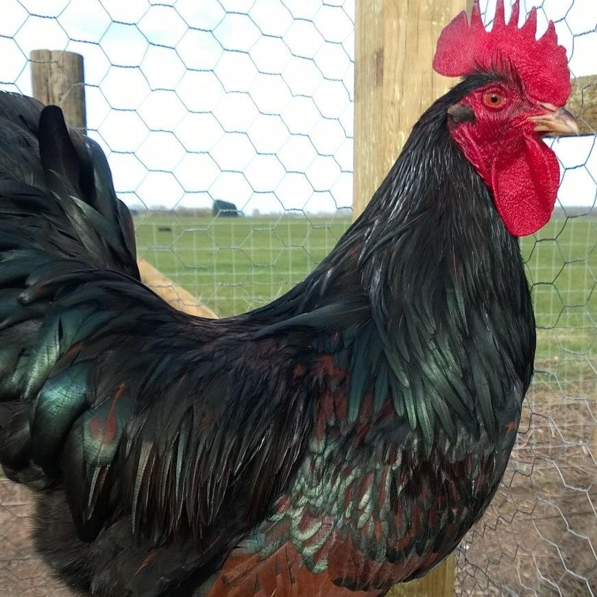 We keep hens, pigs, bees on our 7 1/2 acre smallholding, including woodland, in Warwickshire.