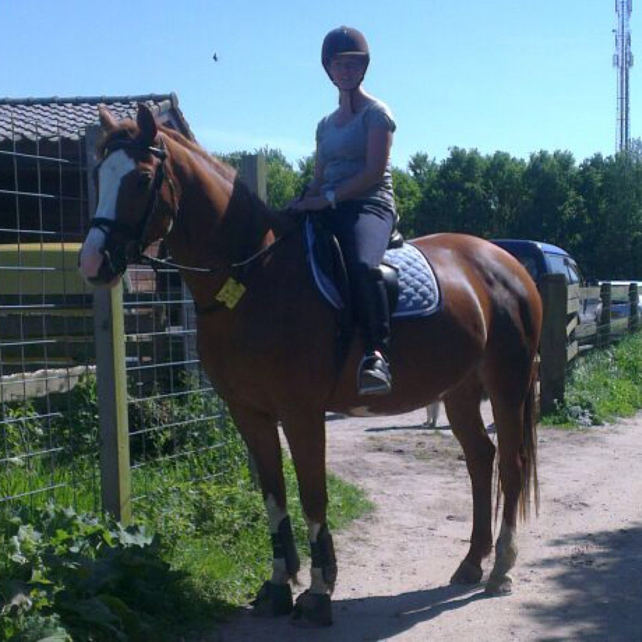 werkt met paarden