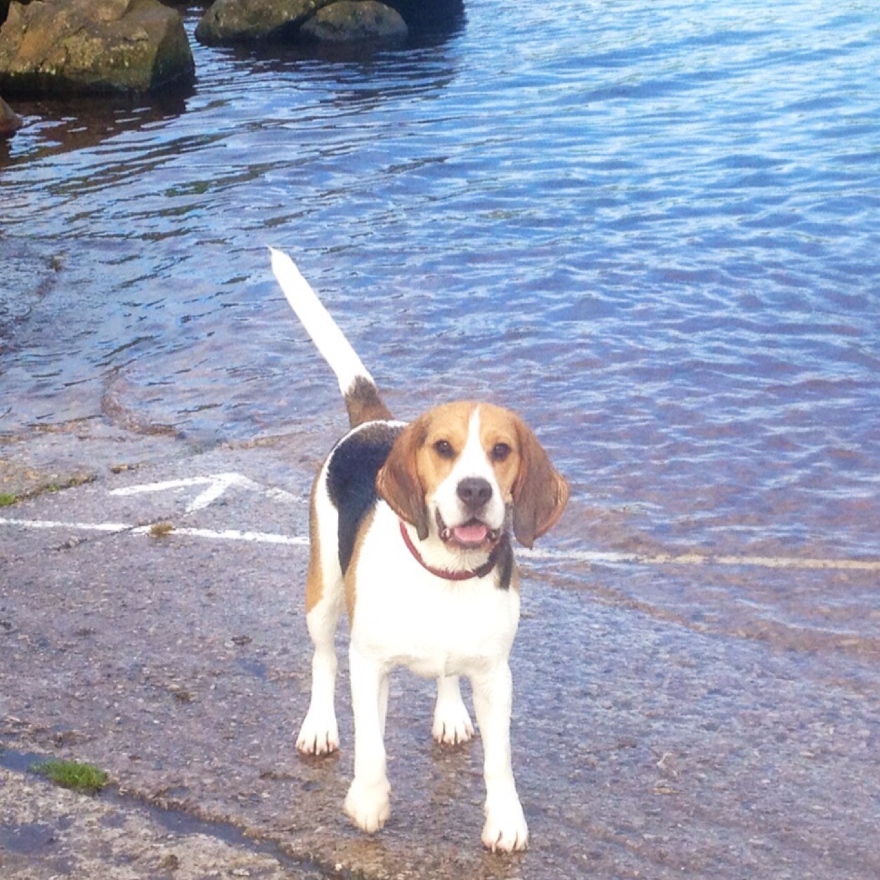 ChunkyTheBeagle's profile picture. A cheeky chunky Beagle who Love socks, tuna and pretty much anything i can find!