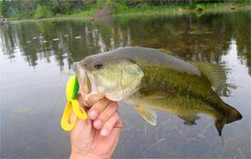 bass_god_'s profile picture. Always Rippin' Lips