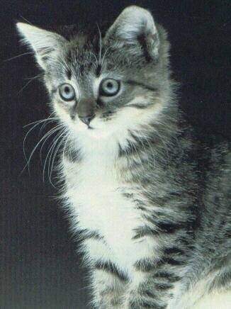 Small,Sweet but Scarred Ma, Hauntherfur Da, Hawkfeather 6 moons, just find out who her dad is. #Single