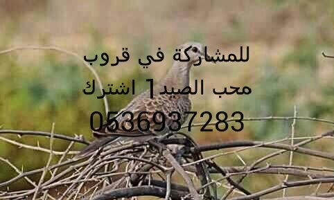 حساب يهتم في احوال الطقس والصيد للشتراك في قروب محب الصيد1 اشترك 0536937283