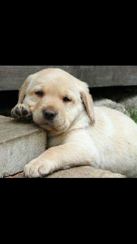 We are in the business of making all natural, handcrafted shampoos For Dirty Dogs