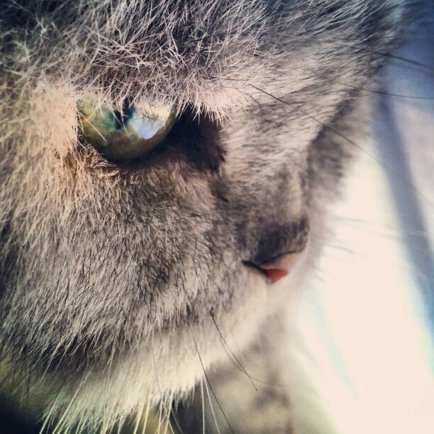 susan_soria's profile picture. I can't go back to yesterday because I was a different person then - Alice's Adventures in Wonderland