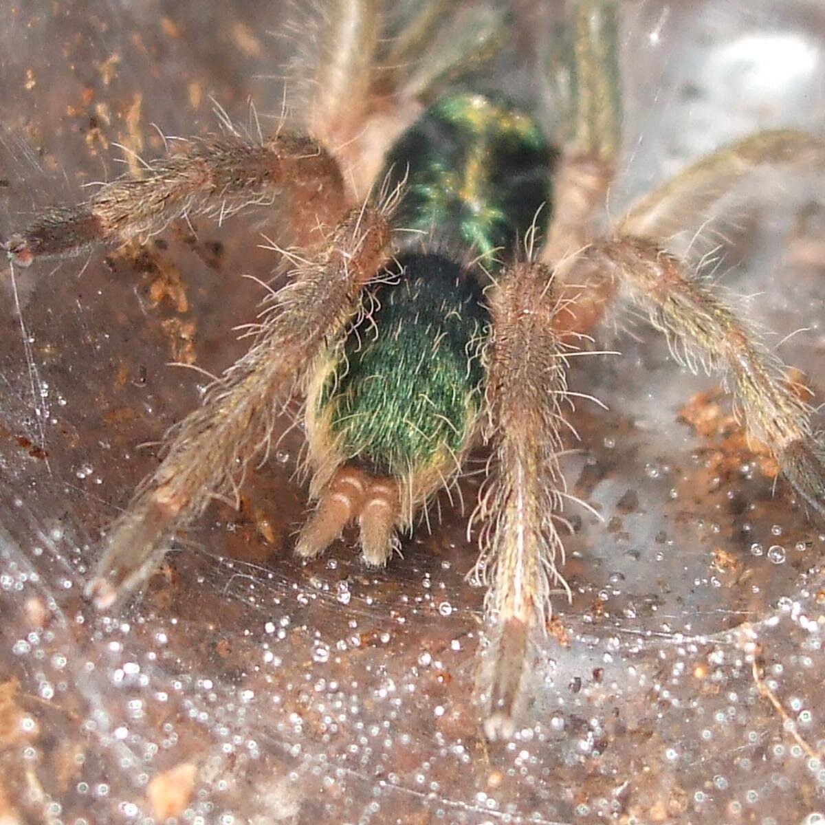 My personal Collection of Tarantulas